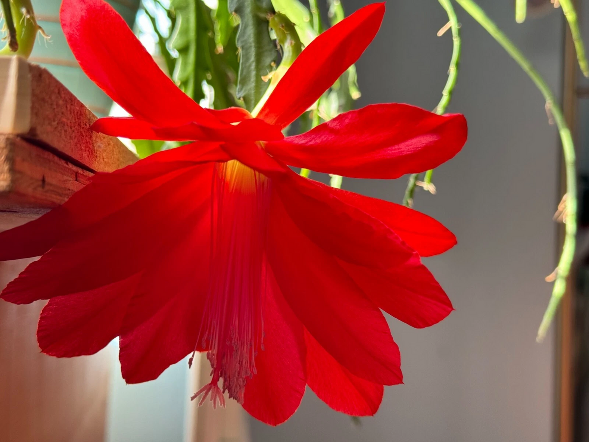 Red Epiphyllum Orchid Cactus Cuttings – 6 Live Unrooted Propagation Cuttings, 6-8 Inches, Trailing, Red Flowers, Epiphyllum spp.
