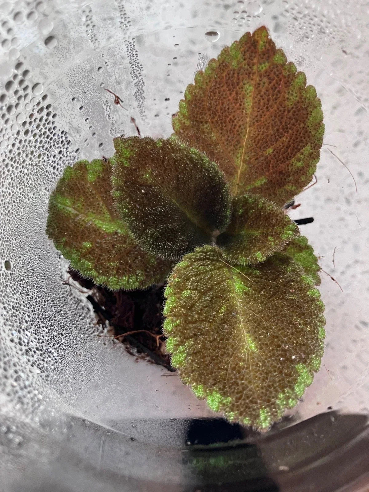 Episcia Emerald Velvet Flame Violet Starter Plant – Fuzzy Foliage, Indoor Houseplant, Gesneriad Family