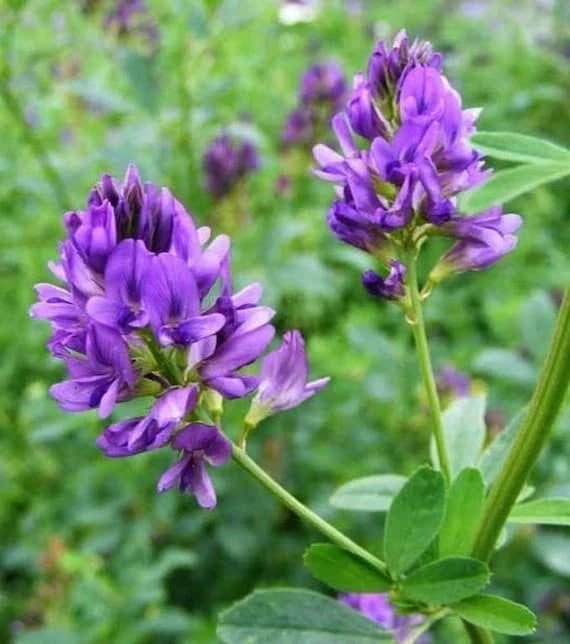 Alfalfa Seeds 1600 Count Non-GMO Cover Crop Medicago sativa L. for Gardening & Farming