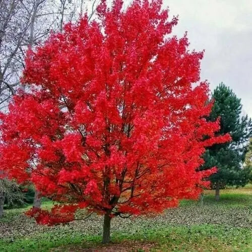 Sourwood Tree Seedlings - 1 Gallon - Hardy, Native, Oxydendrum arboreum