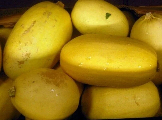 Spaghetti Squash Seeds 20 Ct Heirloom Cucurbita pepo Winter Vegetable Garden, Non-GMO, Full Sun, Bountiful Harvest