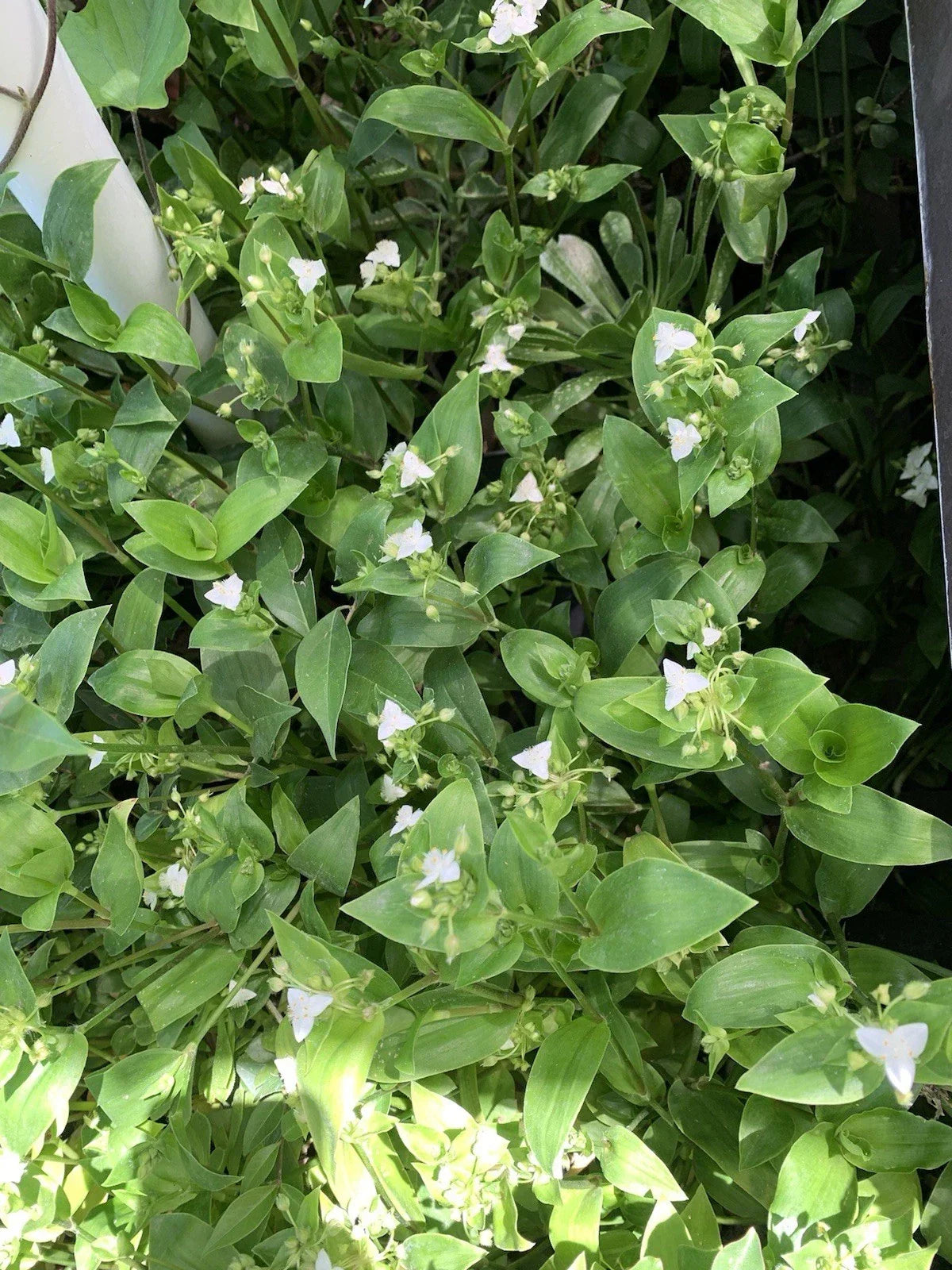 Southern Maidenhair Fern Plant - Adiantum capillus-veneris - Hardy Indoor/Outdoor Ground Cover