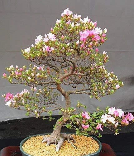 Japanese Cherry Blossom Bonsai Seeds - 10 Flowering Sakura Seeds Prunus serrulata