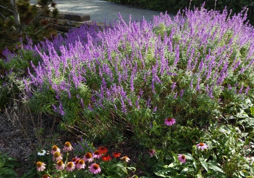 Mexican Sage Starter Plant 6-10" Salvia leucantha 'Santa Barbara' Drought Tolerant Purple Flowers, Full Sun