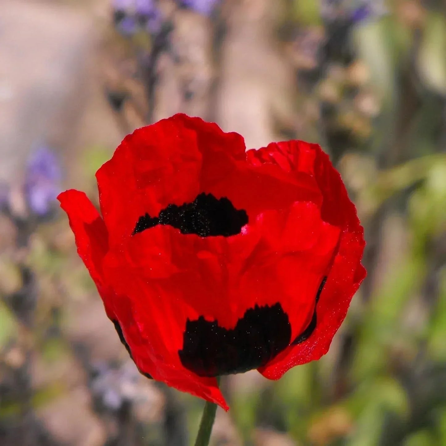 Poppy Flower Seeds Turkish Tulip Variety 50 Count Papaver rhoeas