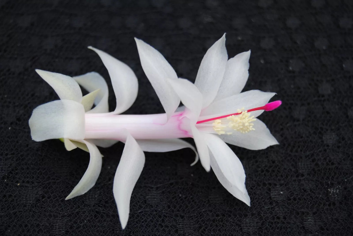 Christmas Cactus Starter Plant - Small Healthy Livia Variety - Schlumbergera Truncata