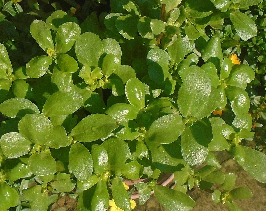 Golden Purslane Seeds - 1000 Count, Portulaca sativa, Edible Leafy Vegetable for Healthy Gardening, Omega-3 Rich, Non-GMO