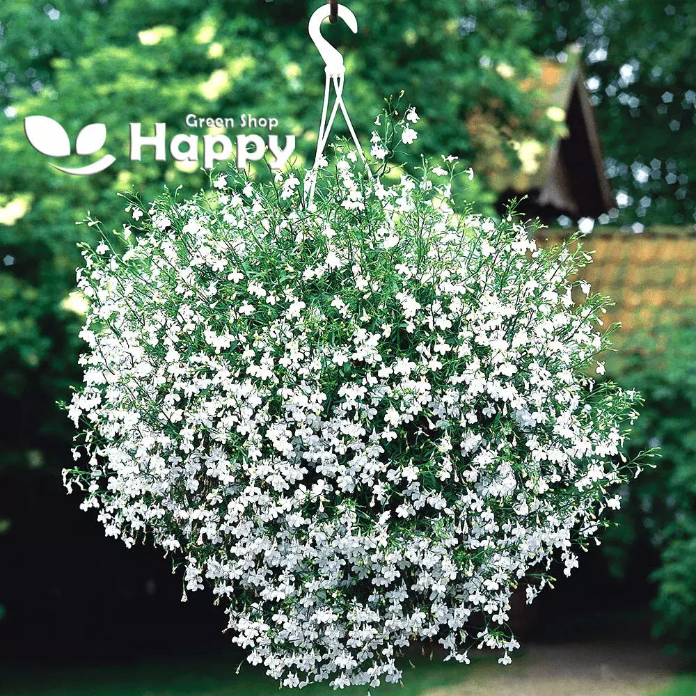 Lobelia Seeds 100 Pack White Lady Annual Flower Lobelia erinus for Borders & Containers