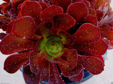 Rare Aeonium Kokino Hybrid Succulent Cuttings - Fresh & Healthy - Perfect for Plant Lovers and Collectors