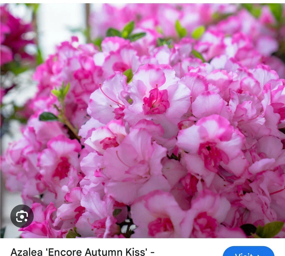 Encore Autumn Kiss Azalea Starter Plant - Deciduous Rhododendron 'Autumn Kiss' for Borders & Containers