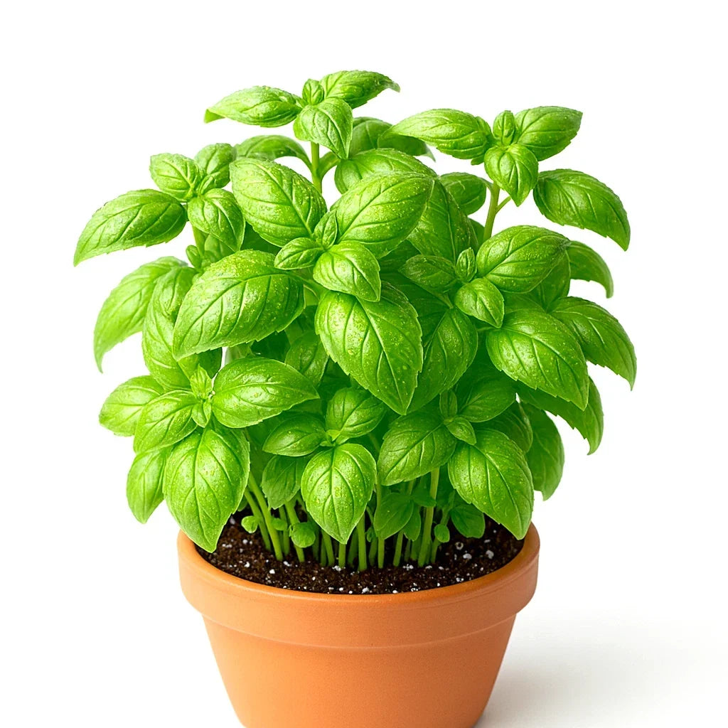 Genovese Basil Seeds - 4000+ Large Leaf Non-GMO Herb Seeds for Cooking, Mosquito Repellent, Ocimum basilicum