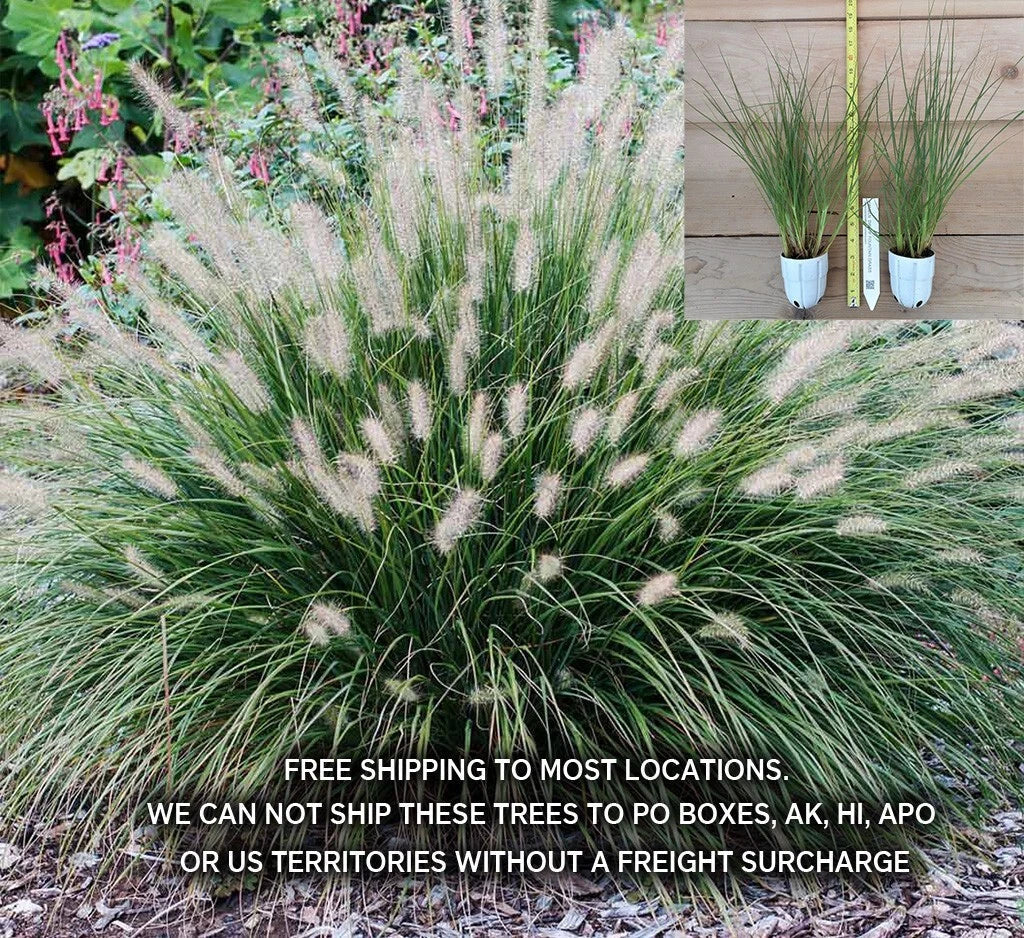 Hameln Dwarf Fountain Grass Starter Plant 2 Gallon Pennisetum alopecuroides 'Hameln' Ornamental Grass