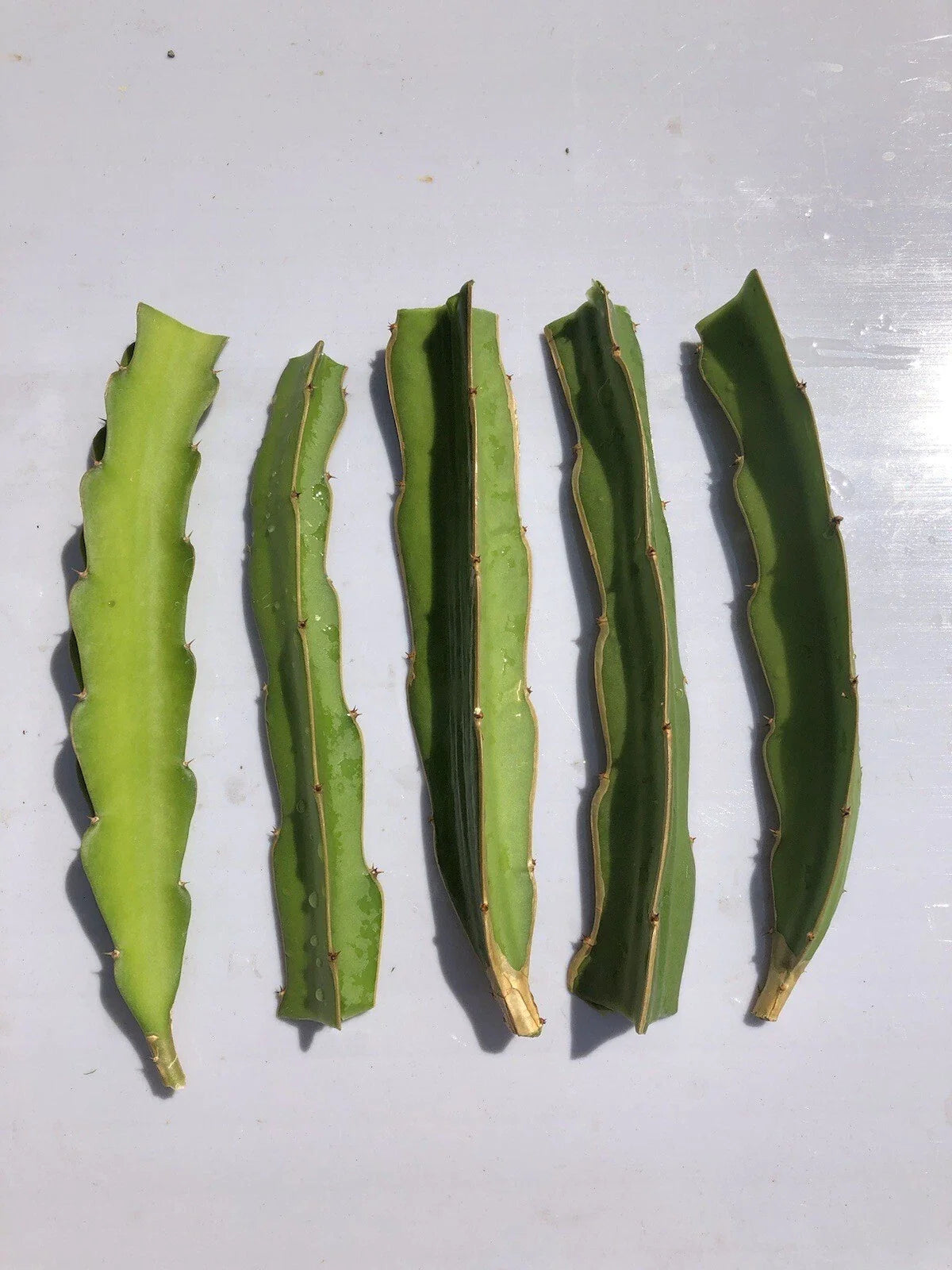 5pcs White Dragon Fruit Cuttings 6” Pitaya Cactus Ready to Plant No Root - Fresh Pitaya for Home Gardening
