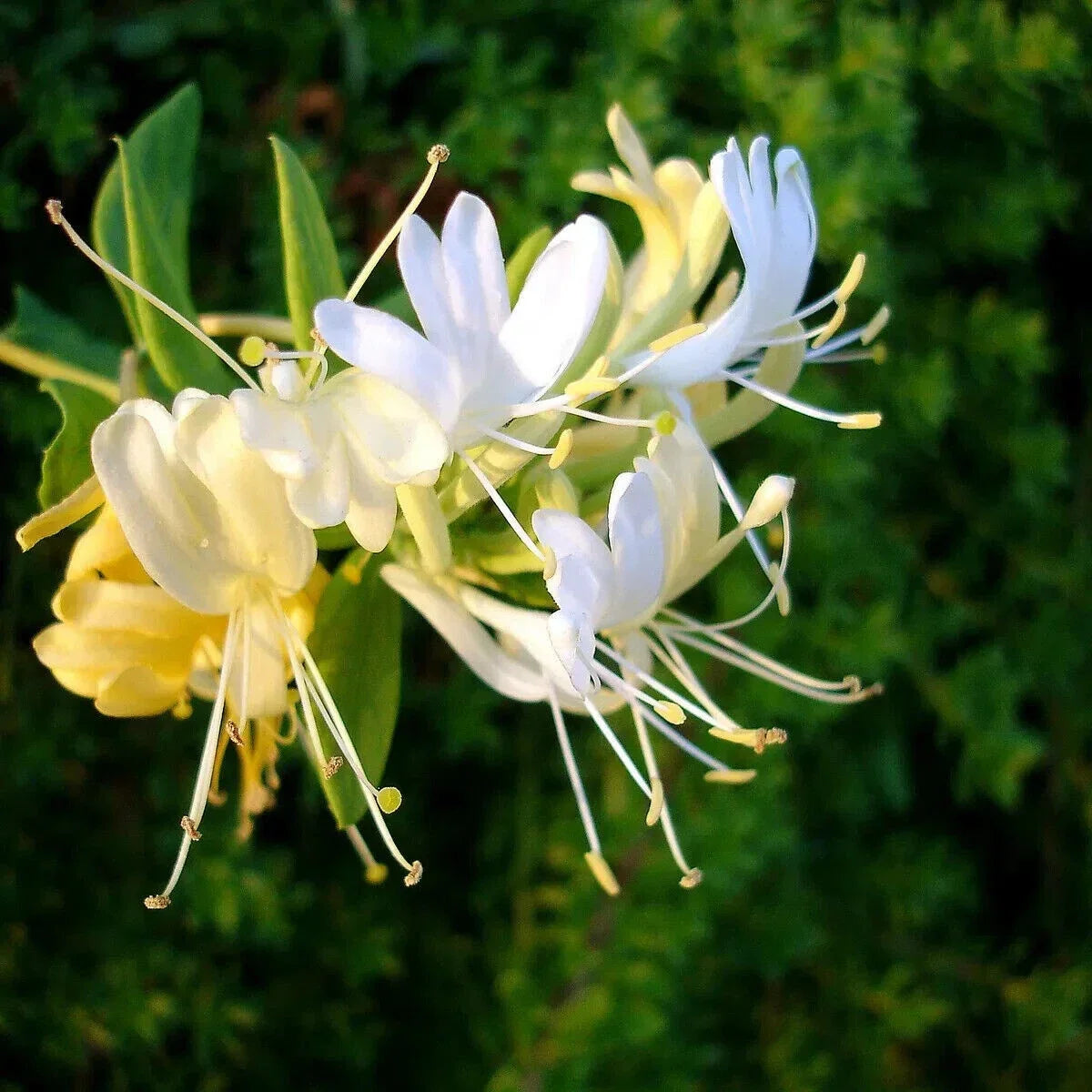 Japanese Honeysuckle Starter Plant, Climbing Vine, Fragrant Blooms, Lonicera japonica, Well-Rooted in 4-Inch Pot