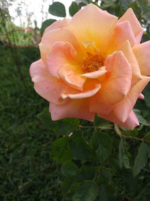Rose Cuttings 5 Pack Peace Pink & Yellow Shrub Rosa spp. Virus-Free Plants