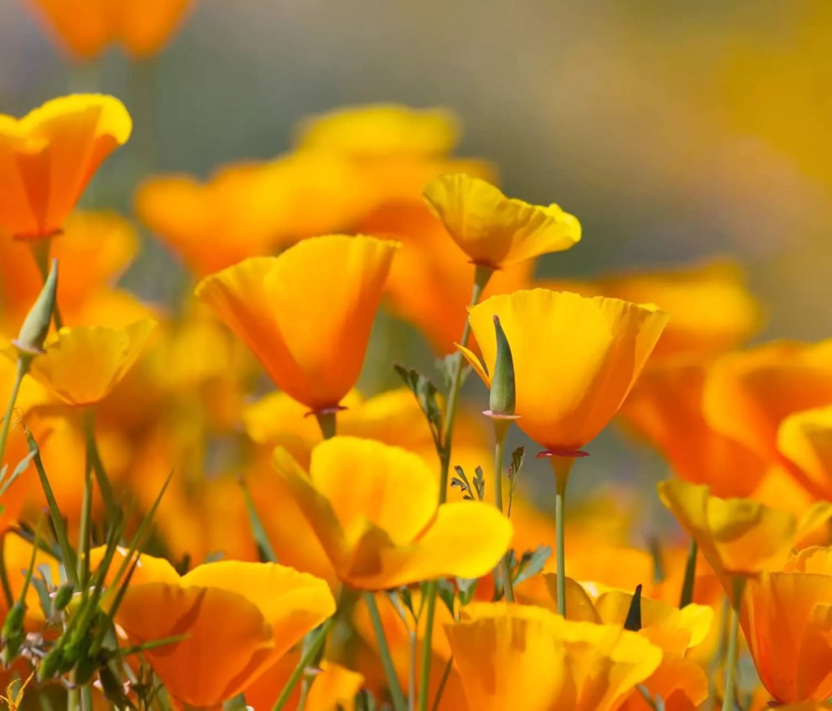 California Poppy Flower Seeds 2,500 Count - Eschscholtzia californica Bright Yellow Orange Annual Wildflower