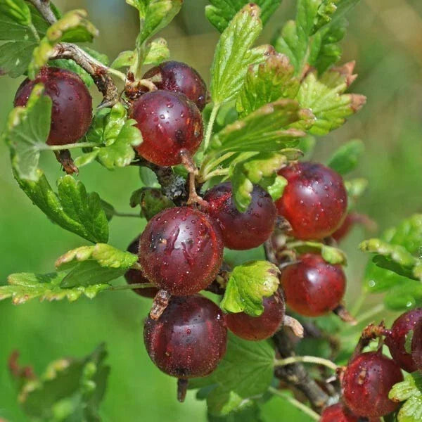 Jeanne Gooseberry Plant - Live Rooted Edible Shrub, Zones 3-7, Ribes uva-crispa
