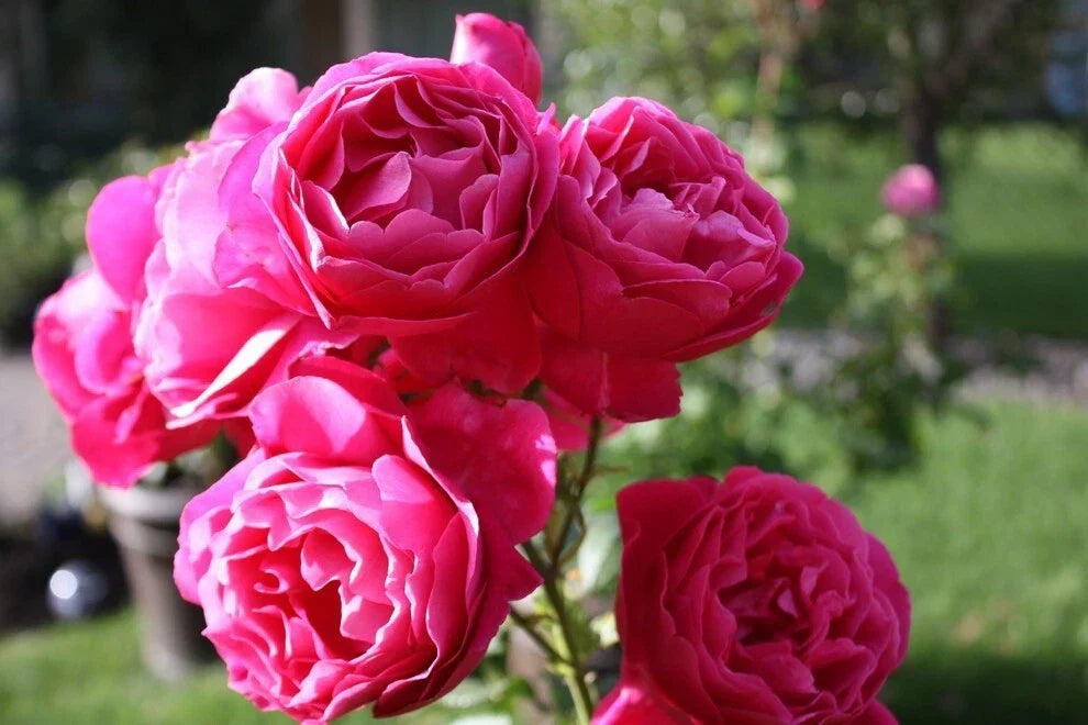 Grande Dame Rose Plant Cuttings - 3 Unrooted 6" Fresh Rosa 'Grande Dame' Garden Clippings