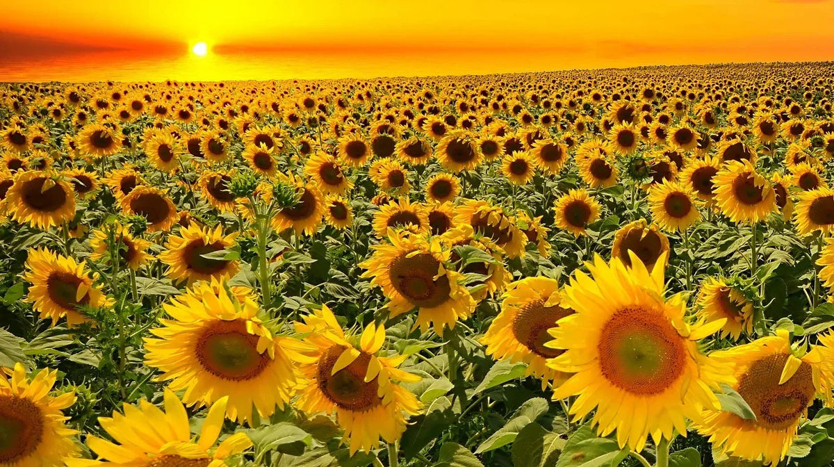 Dwarf Grey Stripe Sunflower Seeds - 100 Pack - Helianthus annuus