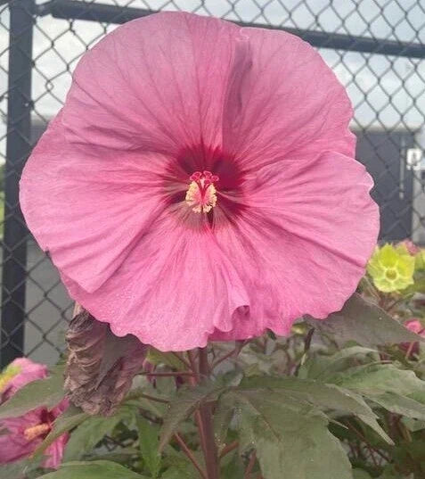 Honeymoon Rose Hardy Hibiscus Seeds - Dinner Plate Pink Flowers - Hibiscus moscheutos - Heirloom, 20+ Seeds