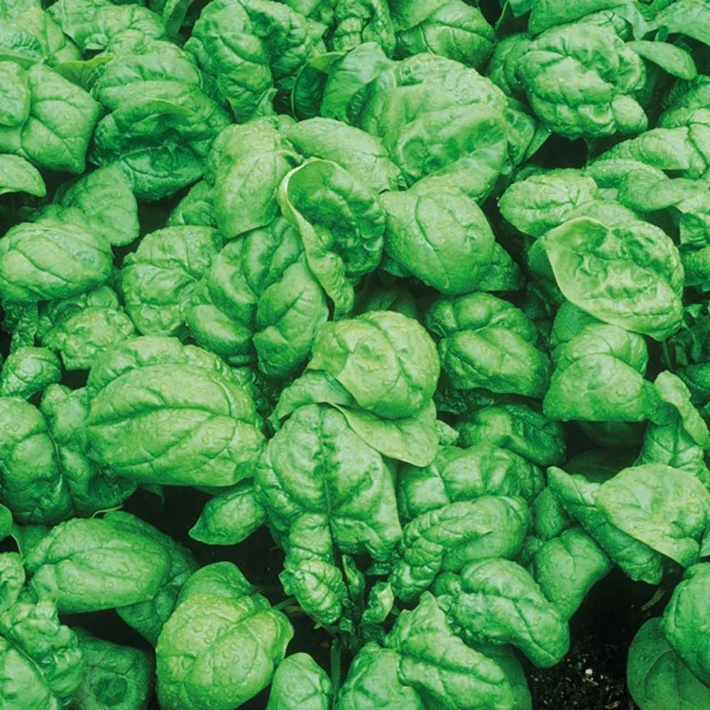 Bloomsdale Spinach Seeds - Heirloom Spinacia oleracea for Home Gardening - Non-GMO, Fast Germination, Nutrient-Rich Green Leaves