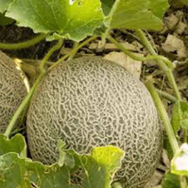 Muskmelon Seeds, 500 Count, Edisto 47 Sweet Heirloom, Non-GMO, Cantaloupe Variety, Perfect for Home Gardening