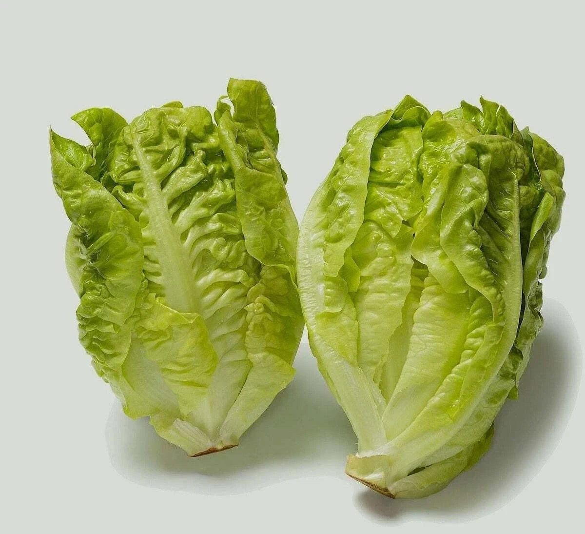 Butterhead Lettuce Seeds | Little Gem Heirloom | NON-GMO, Lactuca sativa, Salad Greens, Compact Growth