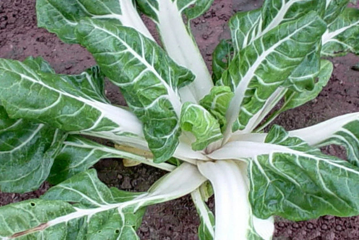 Swiss Chard Seeds 100 Ct Large White Ribbed Heirloom Non-GMO Beta vulgaris, Vegetable Garden, Leafy Greens, Free Shipping
