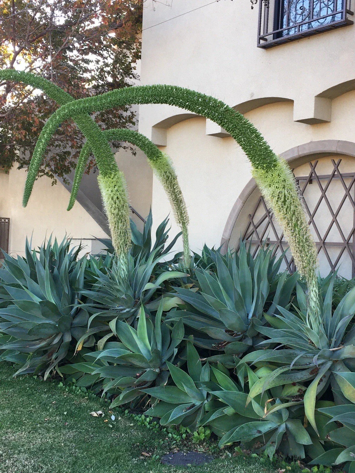 Agave Attenuata Fox Tail Succulent Plant 6-8 Inches, Drought Tolerant Cactus, Tropical Indoor or Outdoor Plant