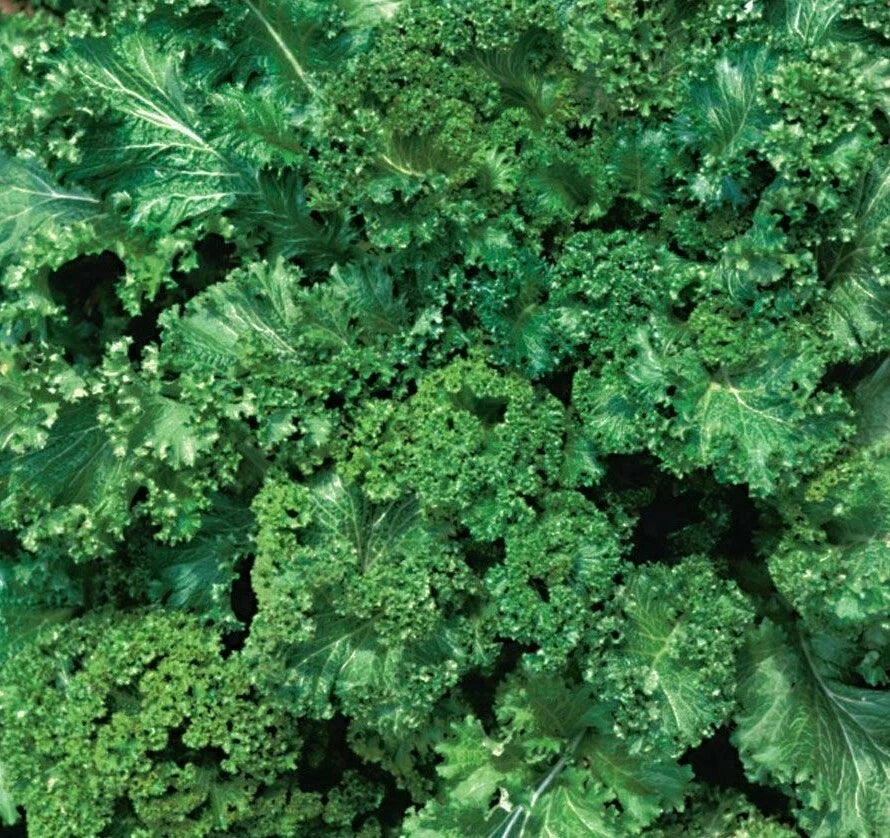 Mustard Seeds 500+ Southern Giant Curled Green Brassica juncea for Garden, Edible Greens, Leafy Vegetables