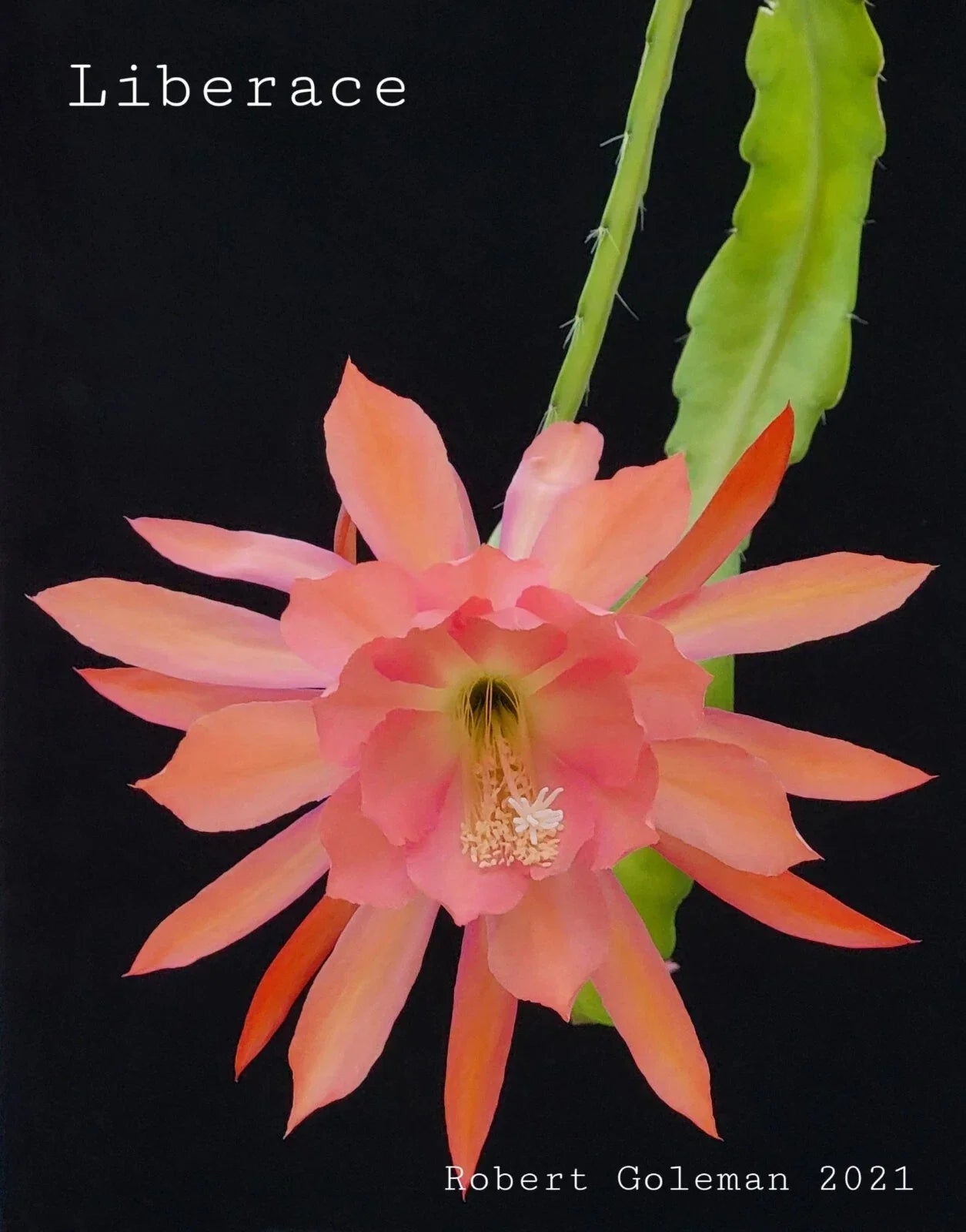 Epiphyllum 'Liberace' Unrooted Cutting - Rare Orchid Cactus for Propagation, Indoor Plant, Vibrant Flowers, Climbing, Trailing, Epiphyllum oxypetalum