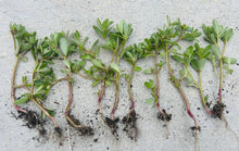 Edible Purslane Live Plant, Organic Starter Plant, Portulaca oleracea, Fresh Culinary Herb