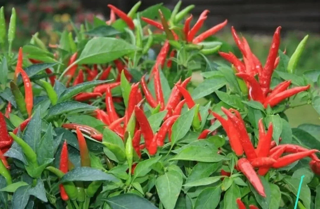 Live Super Chili Pepper Plant in 4-Inch Pot | Spicy Capsicum chinense for Indoor & Outdoor Gardens