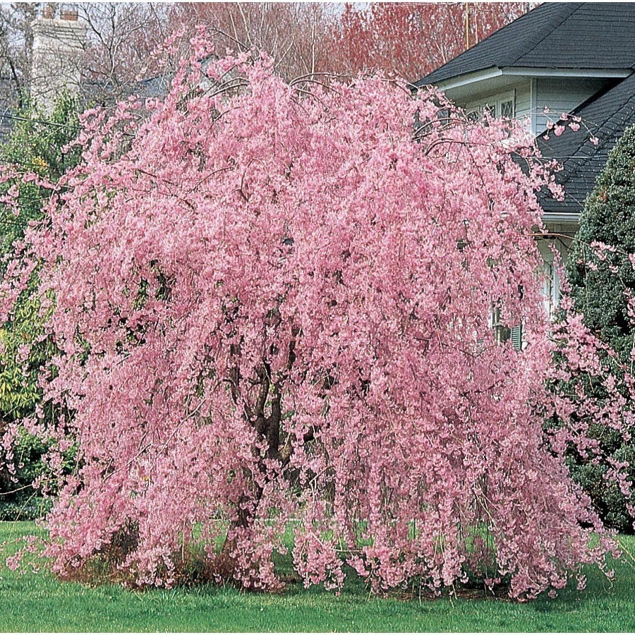 Weeping Pink Cherry Tree Seeds - Flowering Ornamental Shrub - Prunus serrulata 'Pendula' - Pack of 5 Seeds