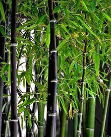 Rare Black Bamboo Seeds - 100 Count - Grow Unique Phyllostachys nigra Plants