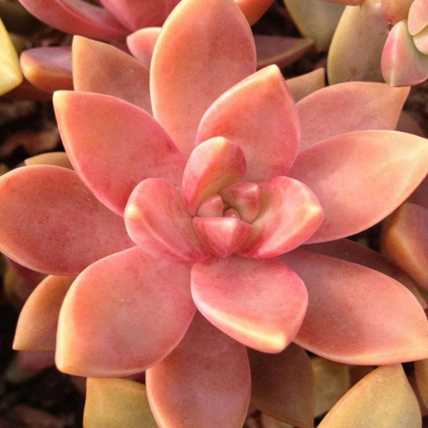 Graptosedum California Sunset Succulent Plant - 3" Rooted Plant for Indoor Outdoor Garden Decor