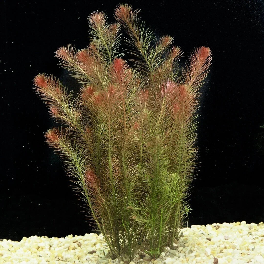 Rotala Wallichii Live Aquarium Plant - 7 Stems, Whorly Rotala, Freshwater Aquatic Plant, Easy to Grow, Tropical Pond Plant