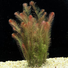 Rotala Wallichii Live Aquarium Plant - 7 Stems, Whorly Rotala, Freshwater Aquatic Plant, Easy to Grow, Tropical Pond Plant