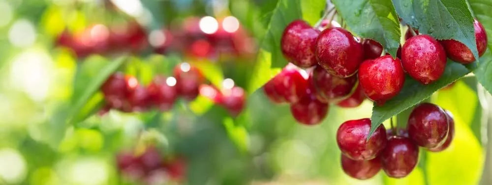 Sweet Cherry Tree Seeds - Prunus avium Heirloom Organic Non-GMO Fruit Seeds