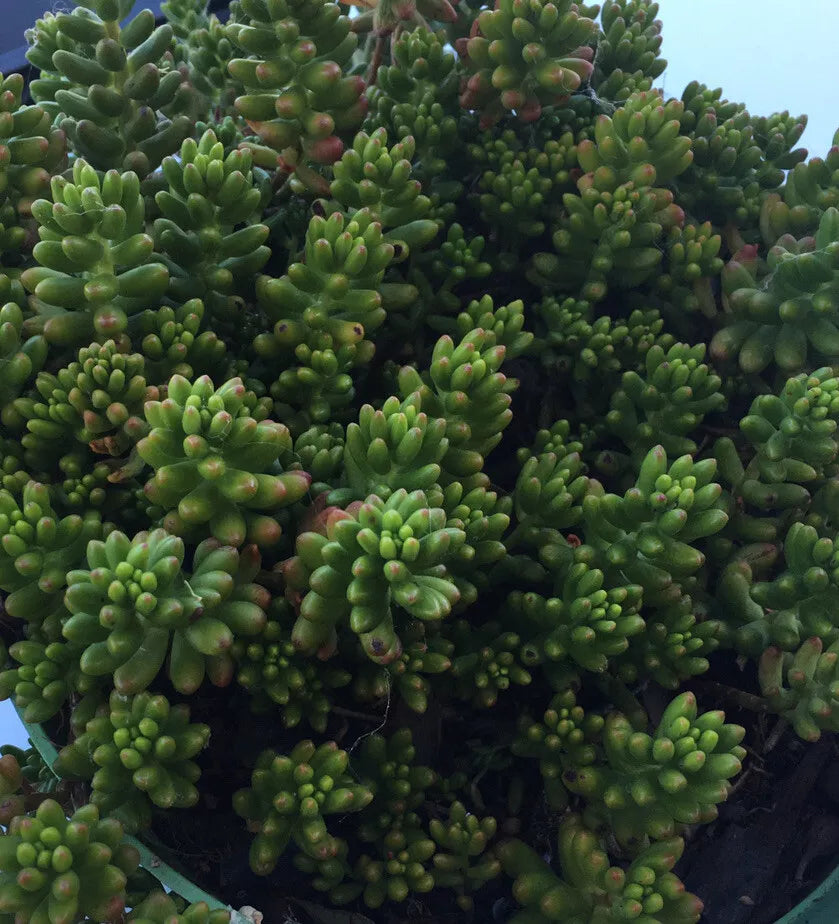 Hardy Christmas Jelly Bean Plant Cuttings - 10 Succulent Sedum rubrotinctum, Drought Tolerant, Indoor/Outdoor, Holiday Decor