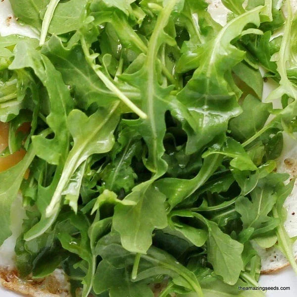 Arugula Seeds 250+ Non-GMO Roquette Greens USA Grown