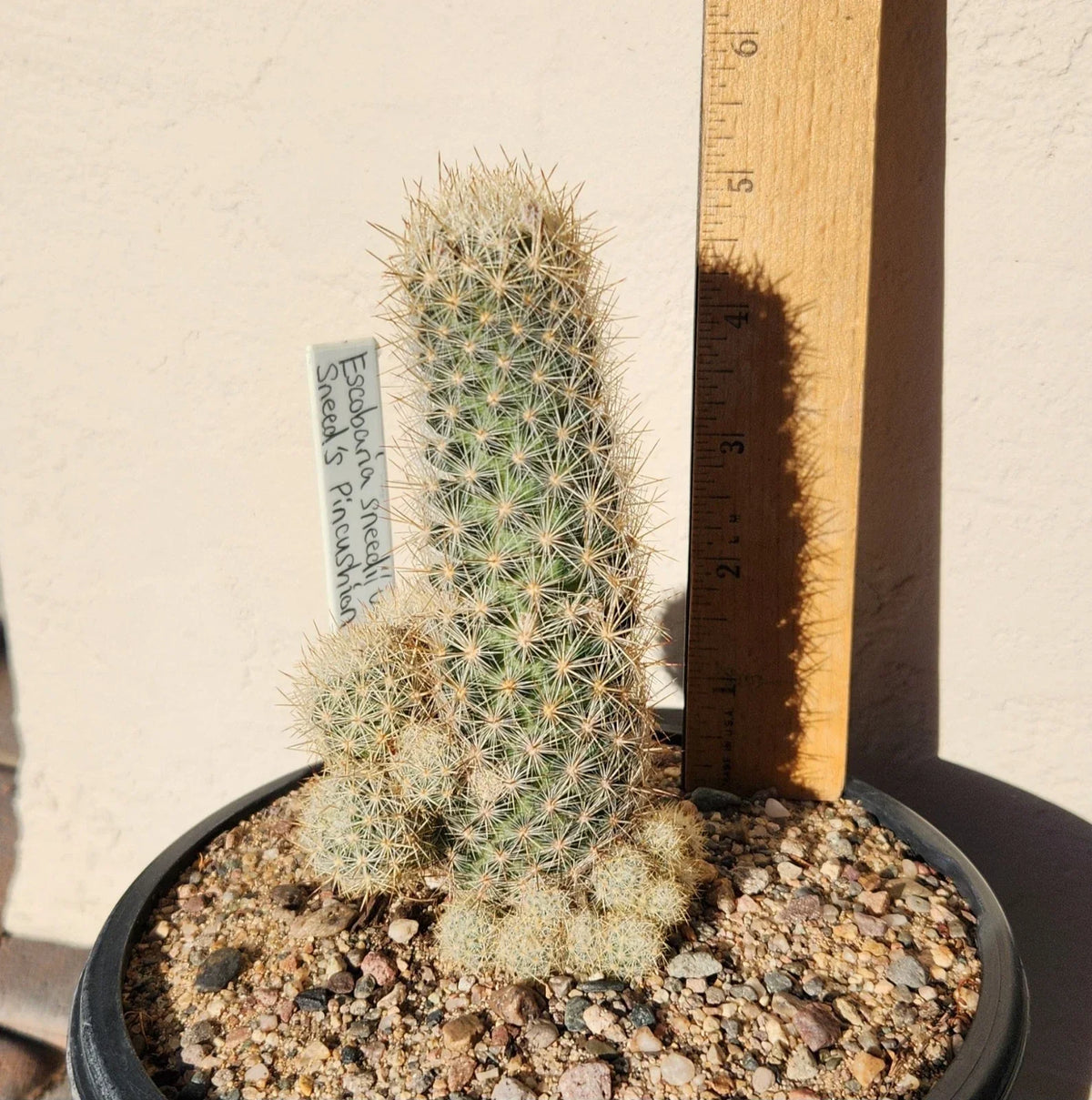 Sneed's Pincushion Cactus Live Plant – Escobaria sneedii var. sneedii – Succulent for Indoor & Outdoor Gardens
