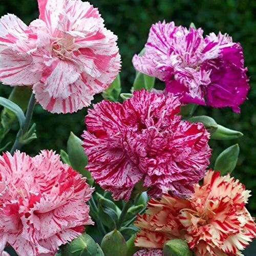 Double Picotee Mix Carnation Seeds | Non-GMO Dianthus caryophyllus Flower Seeds for Garden, Borders & Cut Flowers