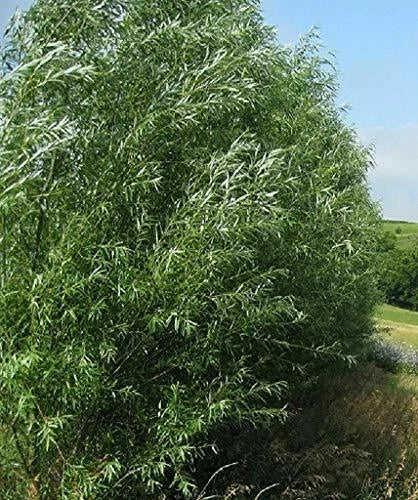 Hybrid Willow Trees 15 Pack - Fast Growing Privacy Hedge - Austree
