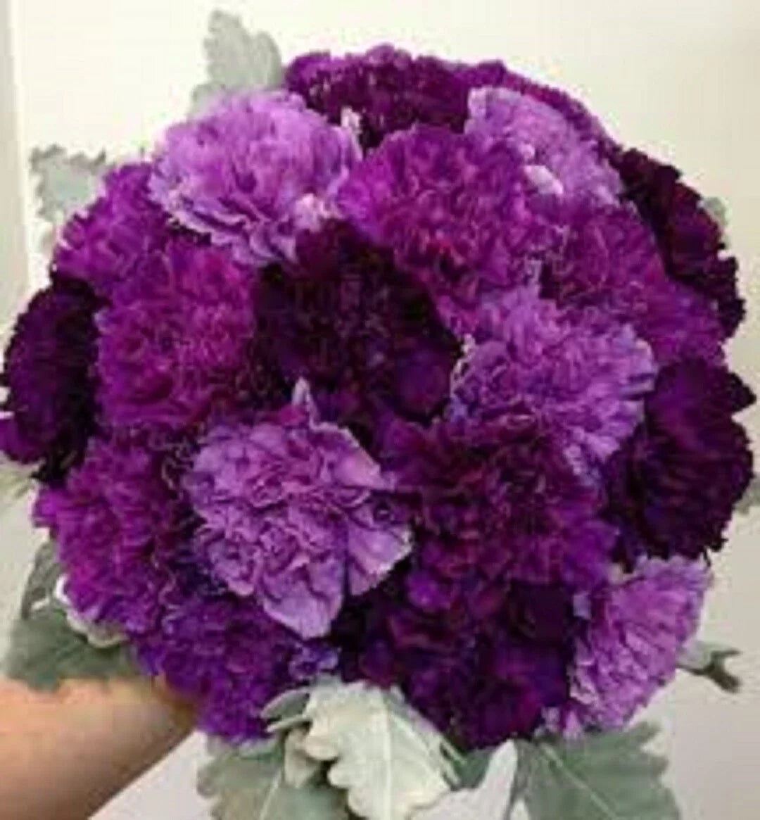 Purple Mix Carnation Seeds - Perennial Dianthus Flowers for Garden Planting, Clumping, 100 Seeds