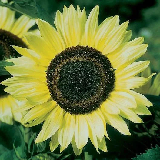 Lemon Queen Sunflower Seeds - 100 Count - Helianthus annuus - Bright Yellow Flowers