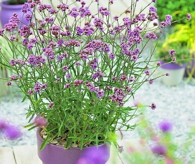 Purpletop Vervain Flower Seeds - 500+ Count Native Wildflower Verbena bonariensis