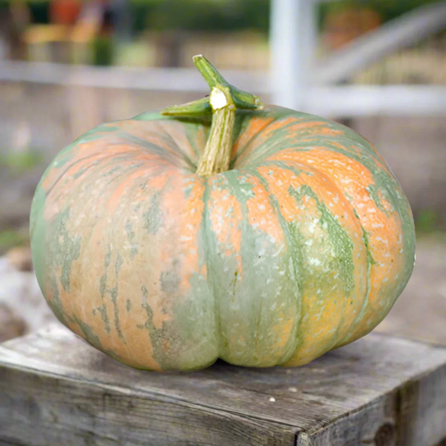 Iran Pumpkin Seeds | Multi Cinderella Squash | Persian Variety 2025