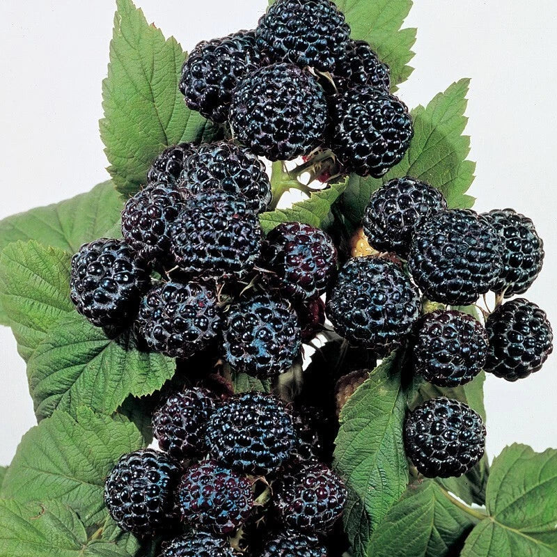 Jewel Black Raspberry Plant Live Rooted Starter - Self-Pollinating Rubus occidentalis for Zones 4-8
