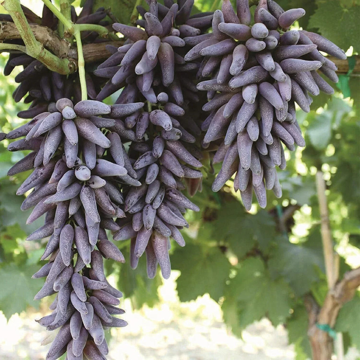 Ladyfinger Seedless Grape Vine Cuttings - 5 Unrooted Vitis vinifera for Rooting or Grafting, Sweet, Seedless Grapes